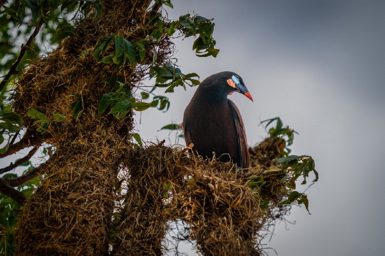 115 Rio Celeste, montezuma oropendola.jpg